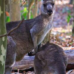 Im Lysterfield Park haben wir jede Menge Kängurus gesehen - direkt am Weg