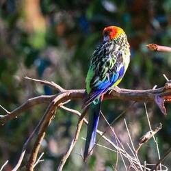 Kängurus sind nicht die einzigen Tiere, die man hier beobachten kann