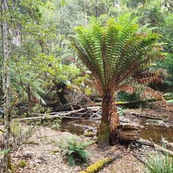 bei den Russell Falls
