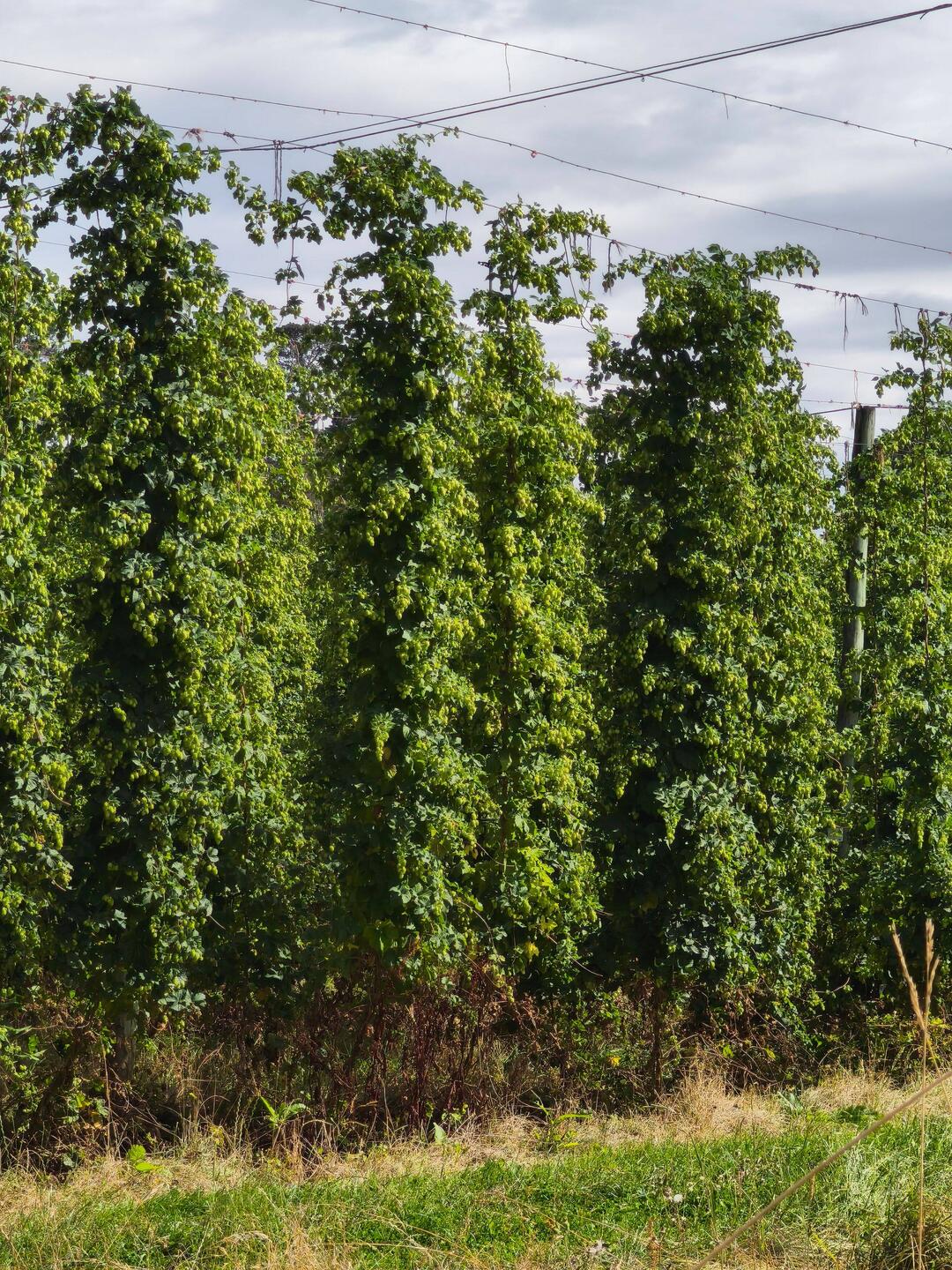 Hopfen-Plantage 😊