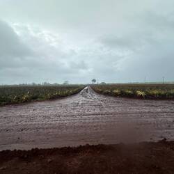 Die Fahrt durch die schier unendlichen Ananas Felder