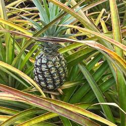 Und ihr grösserer Bruder