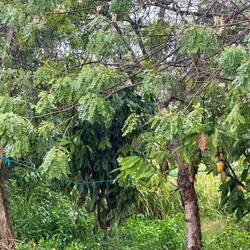 Auch Cacao Pflanzen werden hier angebaut