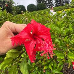 Wunderschöne Blumen