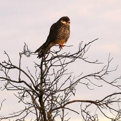Amour-Falcon