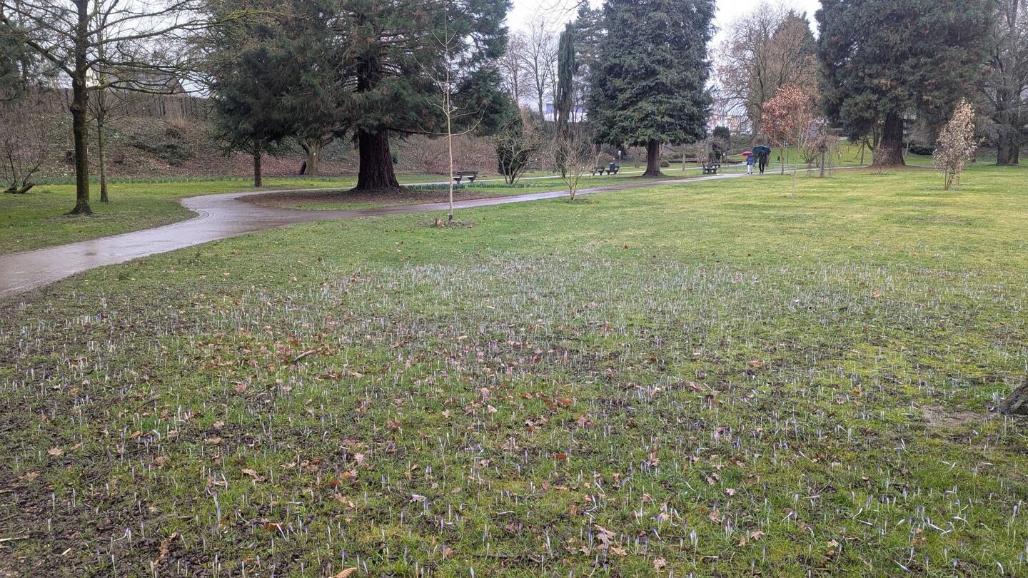 Blühende Krokusse im Kurpark