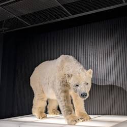 Dieses Mal nur ausgestopft und nicht live