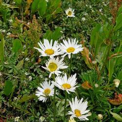 Margeriten auf 4000müM