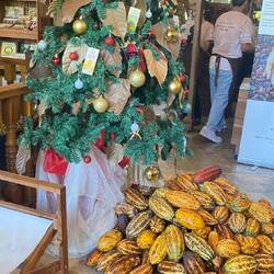 A real mountain of fresh cocoa pods! I love the vibrant colors and the organic vibes here.