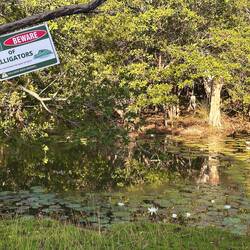 Mangrove neben dem Haus