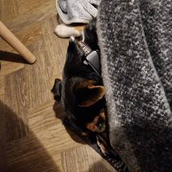 Pelle ist fix und fertig!