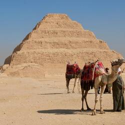 Kamele warten auf Kundschaft