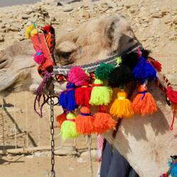 Bestimmt ein weibliches Kamel.