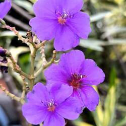 Blüten des Prinzessinnenstrauchs