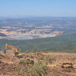Holzernte im Kiefernstangenwald