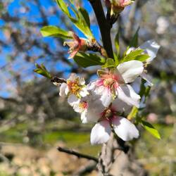 Mandelblüte