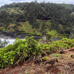 Vögel überall: vorn im Bild Nēnē und hinten die weißen Punkte sind alles Vögel