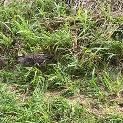 Nēnē (Hawaiianische Gänse)