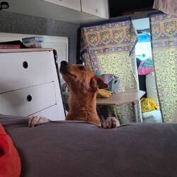 6:00am and Esperanto stands at our bed demanding to be schmoozed.