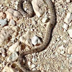 Hufeisennatter, leider/zum Glück schon⚰️