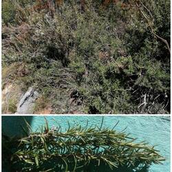 wilder Rosmarin, gleich fürs Abendessen genutzt