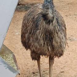 hej Bro, whats up ??