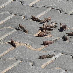 Locosts on the road. We pass through huge swarms of them on the way