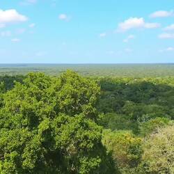 Ton aufdrehen. Man hört hier Brüllaffen🤣