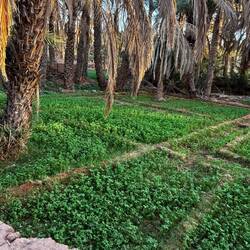 Alfalfa growing but the date palms are dry