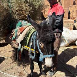 Donkeys are commonly used
