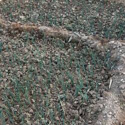 Not sure if these are chives, scallions or green onions. So dry.