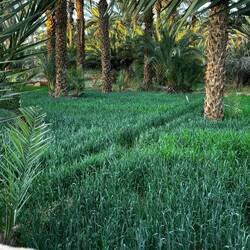 Wheat growing thanks to a well