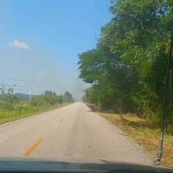 Mexikanische Rodung🤣