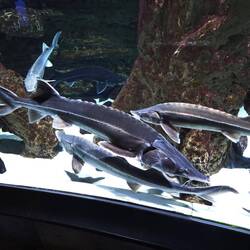 Eines der ältesten Tiere der Welt.