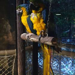 Blau, gelb, weiße Aras.