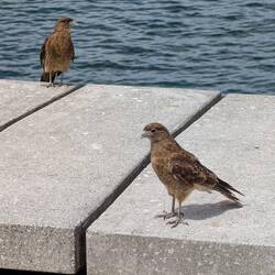 These are called chimango caracaras, a type of falcon