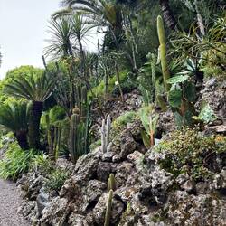 Rock garden succulents