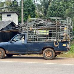 Empty coconut van with pig-tailed macaque monkeys used for harvesting coconuts.