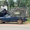 Empty coconut van with pig-tailed macaque monkeys used for harvesting coconuts.