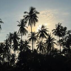 Palm silhouette