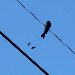 A drongo.