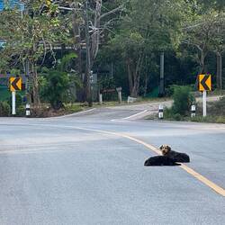 We see so many dogs just lazing happily in the middle of the road.
