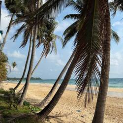 Palm trees line up against the blue sky, on the edge of the sand, as if waiting to swim in the sea.