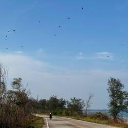 Loads of birds of prey circled above us on this deserted coastal road.