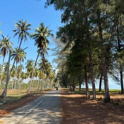 Palms and pines by the sea