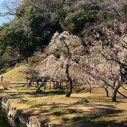 Plum tree blossoms, can only imagine what all this will look like when the Cherries bloom