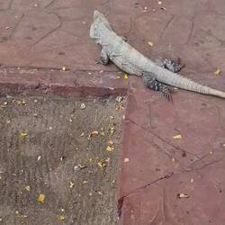 Mit diesem Kollegen rechnet man eher nicht auf dem Kirchenplatz🤣