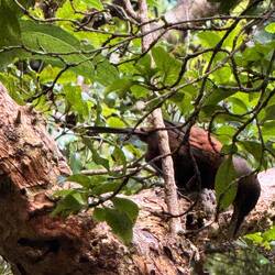 South Island Saddleback