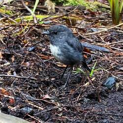 South Island Robin.