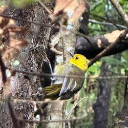 The top ambition. Yellowhead